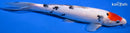 11.25" TANCHO SANKE