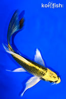 6.25" KI MATSUBA BUTTERFLY