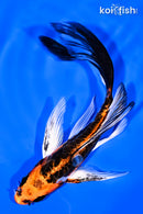 6" BENI KIKOKURYU BUTTERFLY