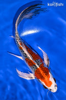 9.25" KUJAKU BUTTERFLY