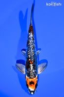 6.5" GINRIN BENI KIKOKURYU