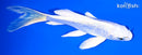 5.5" GINRIN PLATINUM OGON BUTTERFLY