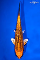 6.5" GINRIN KUJAKU