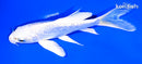 5.5" GINRIN PLATINUM OGON BUTTERFLY