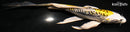 7.25" KIN KIKOKURYU BUTTERFLY