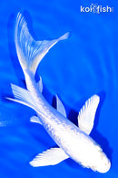 5.5" GINRIN PLATINUM OGON BUTTERFLY