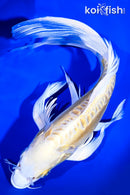 10" YAMABUKI OGON BUTTERFLY