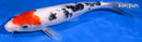 11.25" TANCHO SANKE