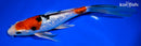 9.25" GINRIN SANKE BUTTERFLY