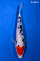 11.25" TANCHO SANKE