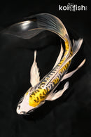 7.25" KIN KIKOKURYU BUTTERFLY