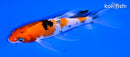 5" SANKE BUTTERFLY