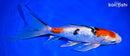 9.25" GINRIN SANKE BUTTERFLY