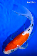 10.5" SANKE BUTTERFLY
