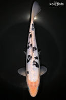 9" DOITSU SHIRO BEKKO