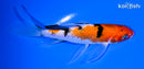 5" SANKE BUTTERFLY