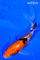 5" SANKE BUTTERFLY