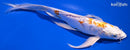 10" KIKUSUI BUTTERFLY