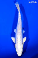 7" DOITSU PLATINUM OGON