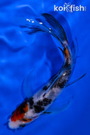 4.75" SANKE BUTTERFLY