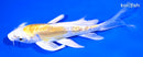 5.5" DOITSU LEMON HARIWKE BUTTERFLY