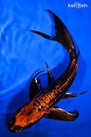 10.75" BENI KIKOKURYU BUTTERFLY