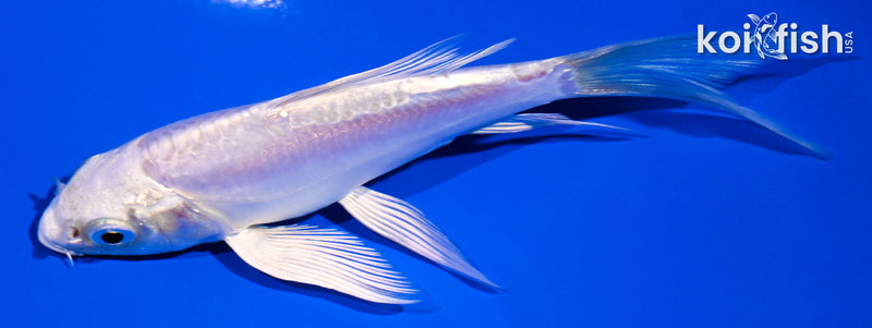 4.25" DOITSU PLATINUM OGON BUTTERFLY