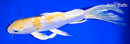 9" GINRIN LEMON HARIWAKE BUTTERFLY