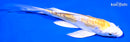 5.5" DOITSU LEMON HARIWKE BUTTERFLY