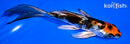6.25" YAMATO NISHIKI BUTTERFLY