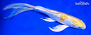 9" GINRIN LEMON HARIWAKE BUTTERFLY