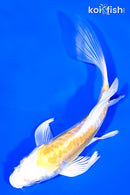 5.5" DOITSU LEMON HARIWKE BUTTERFLY