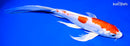 9.75" KIKUSUI BUTTERFLY