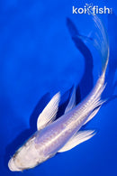 4.25" DOITSU PLATINUM OGON BUTTERFLY