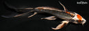 7.5" MARUTEN KUJAKU BUTTERFLY