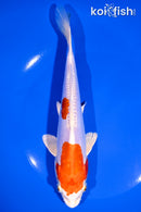 8" KIKUSUI