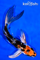 6.25" YAMATO NISHIKI BUTTERFLY