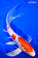 9.75" KIKUSUI BUTTERFLY