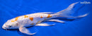 10" KIKUSUI BUTTERFLY