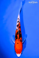6.5" SANKE