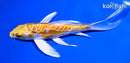 6" DOITSU YAMABUKI OGON BUTTERFLY