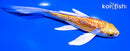 6" DOITSU YAMABUKI OGON BUTTERFLY