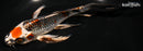 7.5" MARUTEN KUJAKU BUTTERFLY