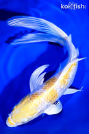 9" GINRIN LEMON HARIWAKE BUTTERFLY