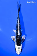 6.5" KIKOKURYU