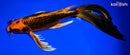 10.75" ORENJI MATSUBA BUTTERFLY