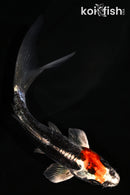 4.75" BENI KIKOKURYU BUTTERFLY