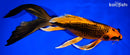 10.75" ORENJI MATSUBA BUTTERFLY