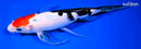 10" SANKE BUTTERFLY