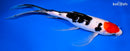 10" SANKE BUTTERFLY